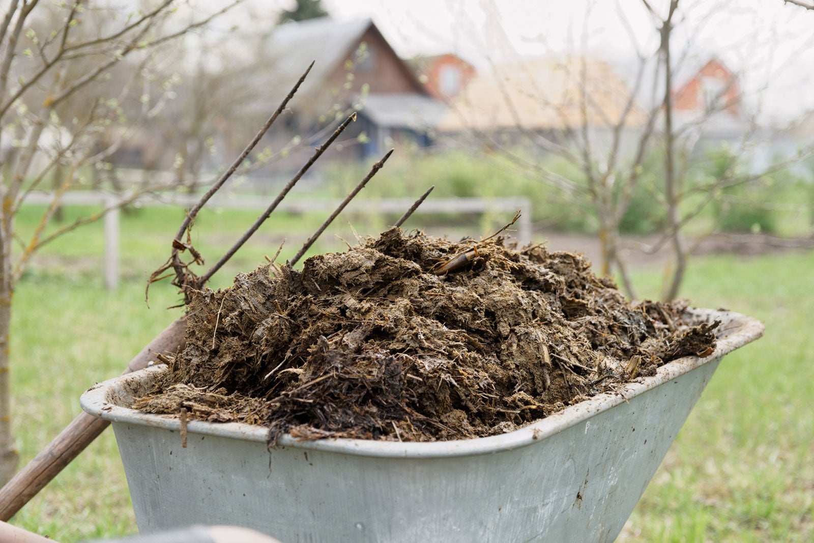 De juiste hoeveelheid paardenmest voor een gezonde moestuin - Plezier De juiste hoeveelheid paardenmest voor een gezonde moestuin - Plezier