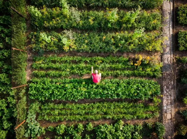 moestuin